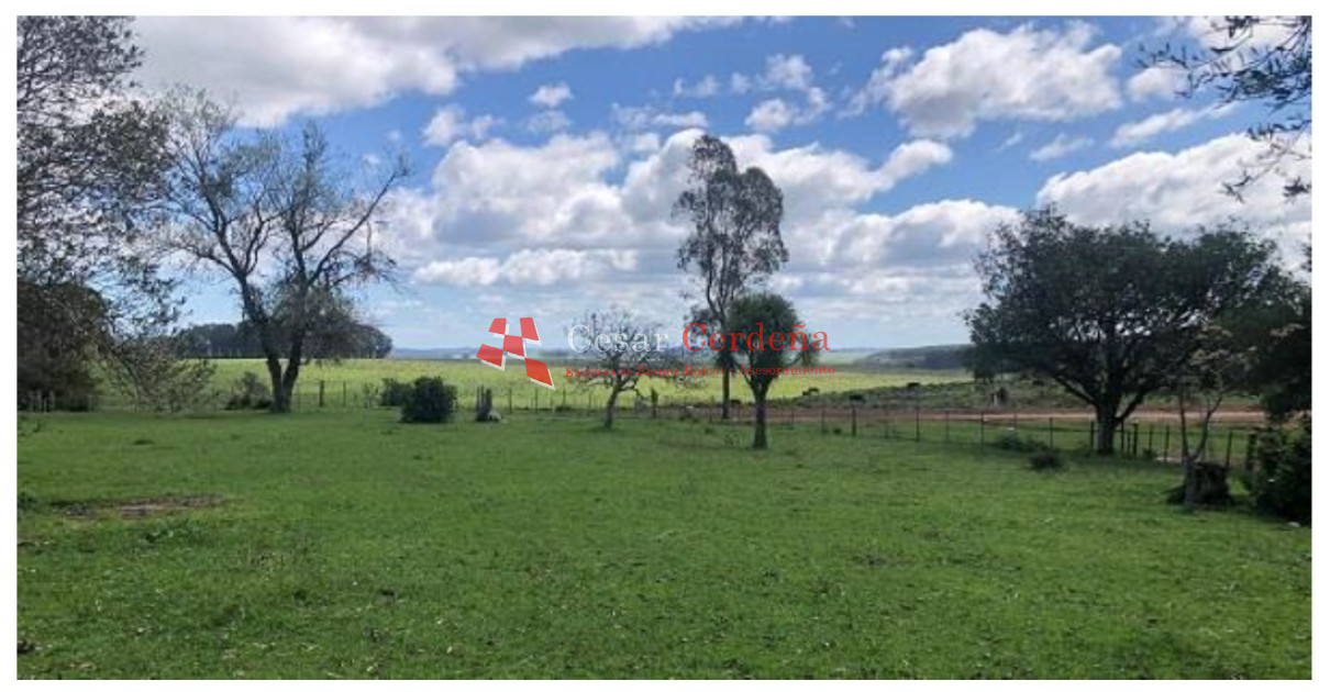 Campo Ref.1908 - VENTA - Campo 1228 hectareas - Treinta y Tres