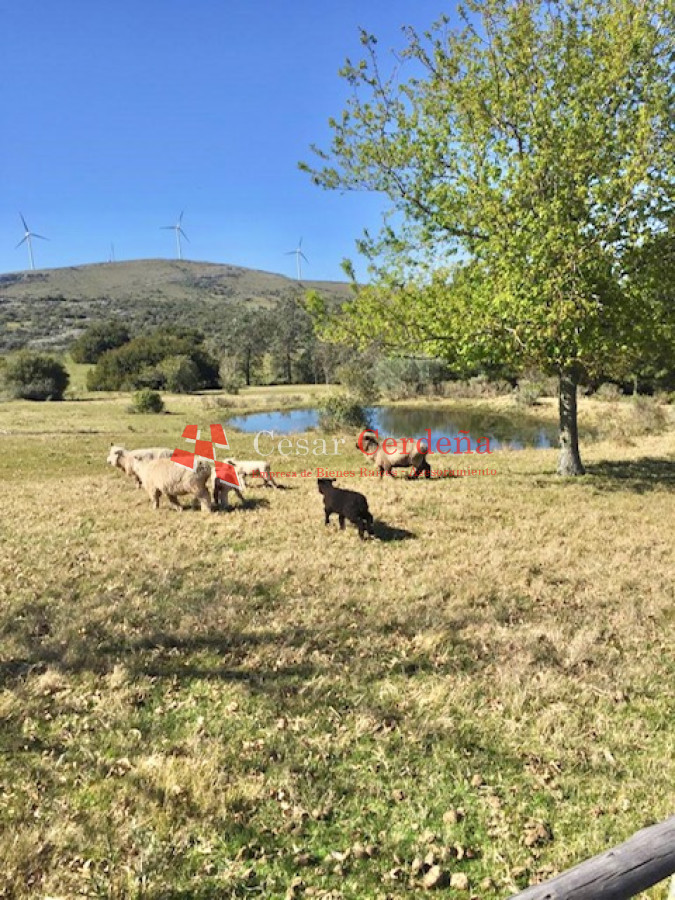 Campo Ref.1595 - VENTA - Campo 57 has muy pintorescas en Maldonado