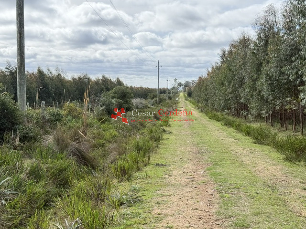Campo Ref.1826 - VENTA - Campo 600 hectáreas Rocha - Ganadero Forestal