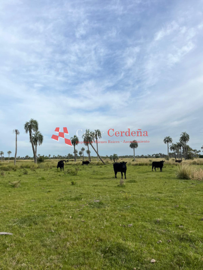 Campo Ref.1952 - VENTA - Campo 138 hectareas en Castillos Rocha
