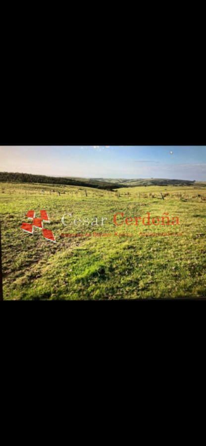 Campo Ref.1870 - VENTA - Campo 265 hectareas en Castillos Rocha