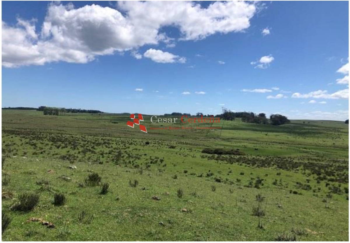 Campo Ref.1908 - VENTA - Campo 1228 hectareas - Treinta y Tres