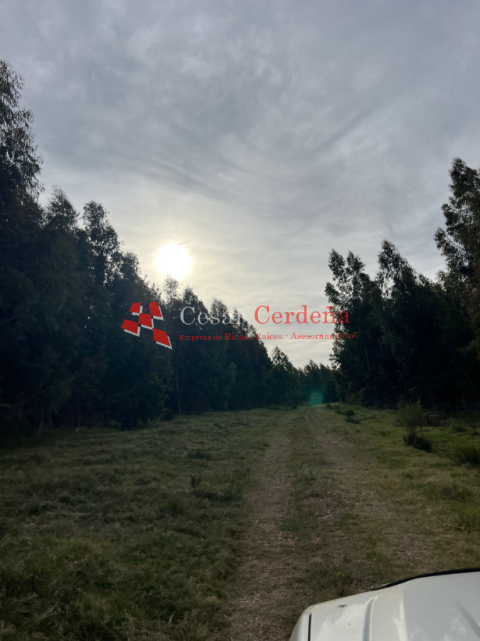 Campo Ref.1952 - VENTA - Campo 138 hectareas en Castillos Rocha
