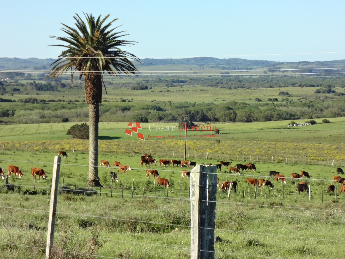 Campo Ref.1938 - VENTA - Campo 1200 hectáreas - Lavalleja