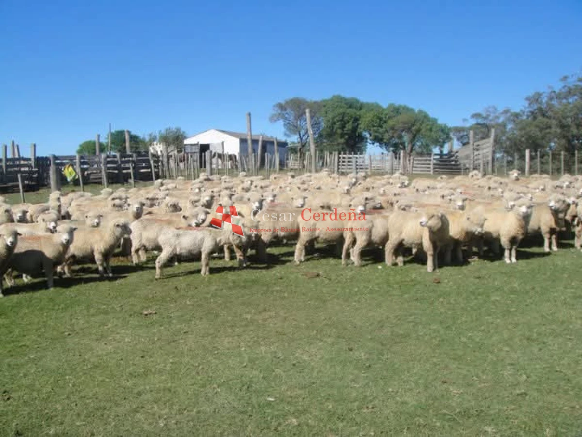 Campo Ref.1936 - VENTA - Campo 240 hectáreas en 19 de Abril - Rocha