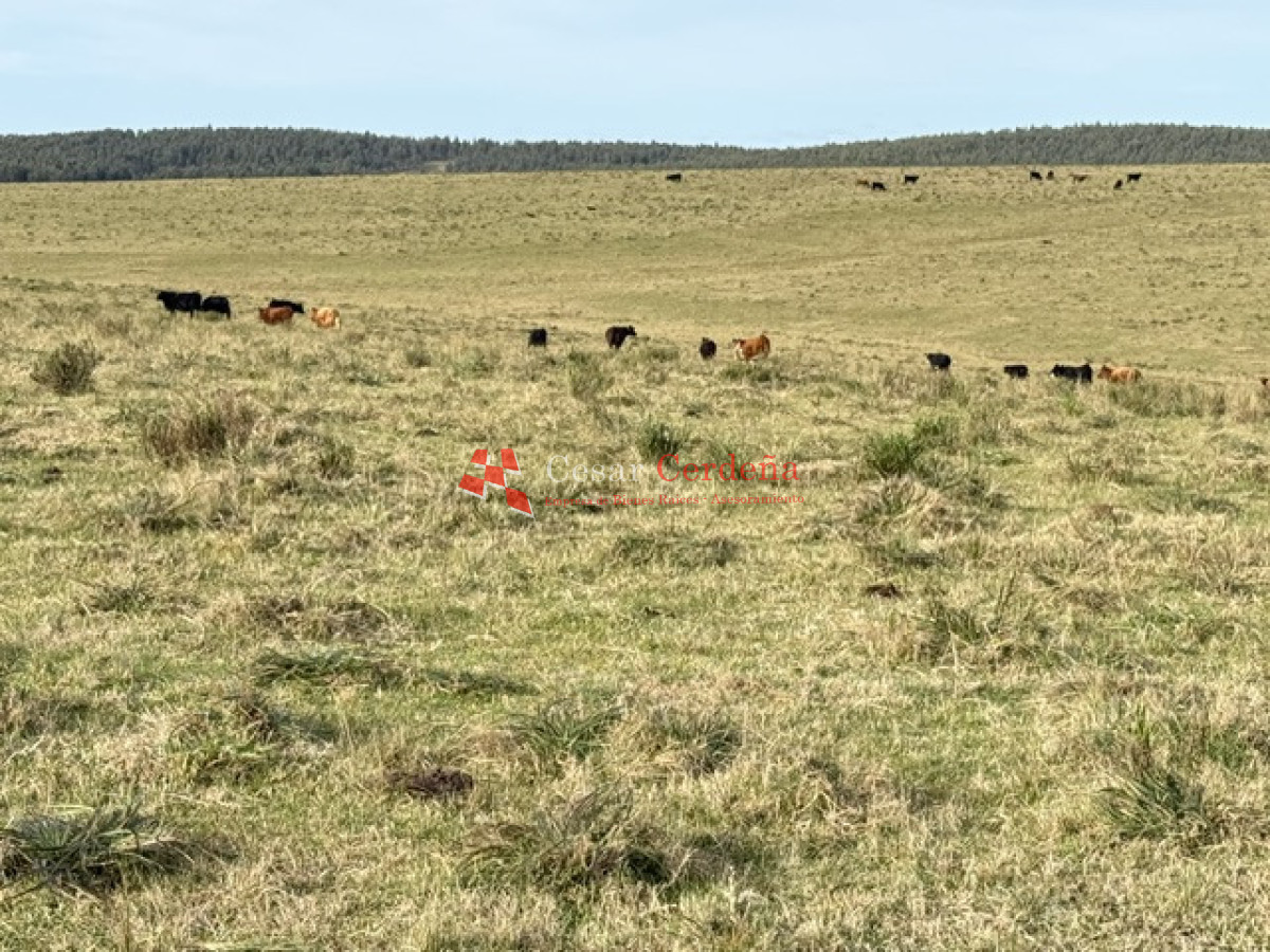 Campo Ref.2007 - VENTA - Campo 655 hectáreas cercano a Velazquez