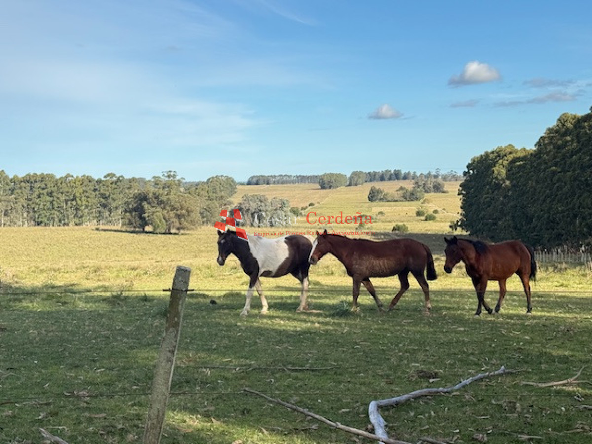 Campo Ref.1998 - VENTA - Campo 358 hectáreas en Garzón, Rocha