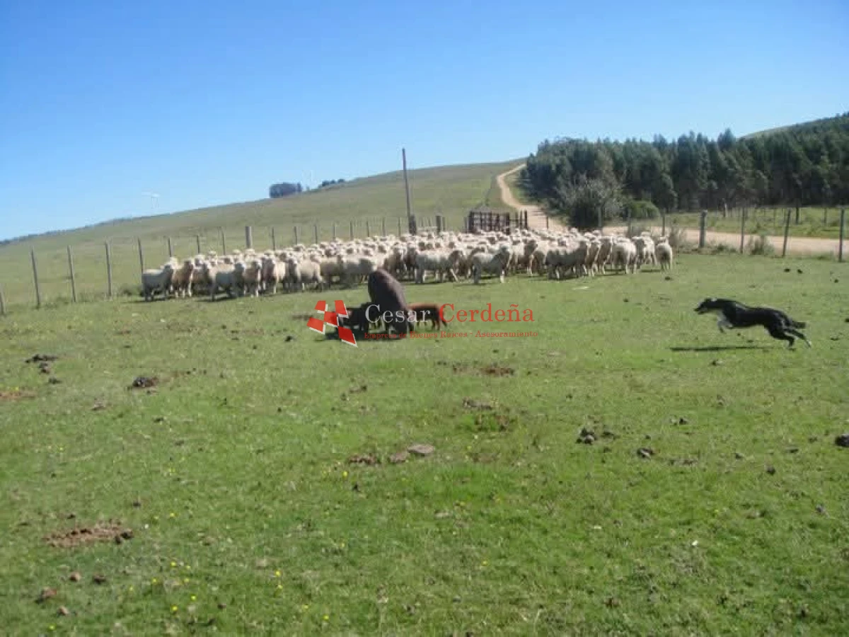 Campo Ref.1936 - VENTA - Campo 240 hectáreas en 19 de Abril - Rocha