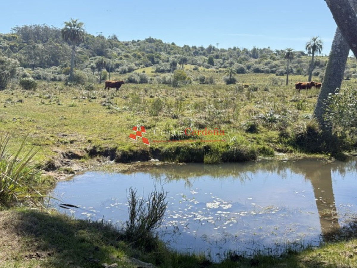 Campo Ref.1968 - VENTA - Campo 106 hectareas - Castillos