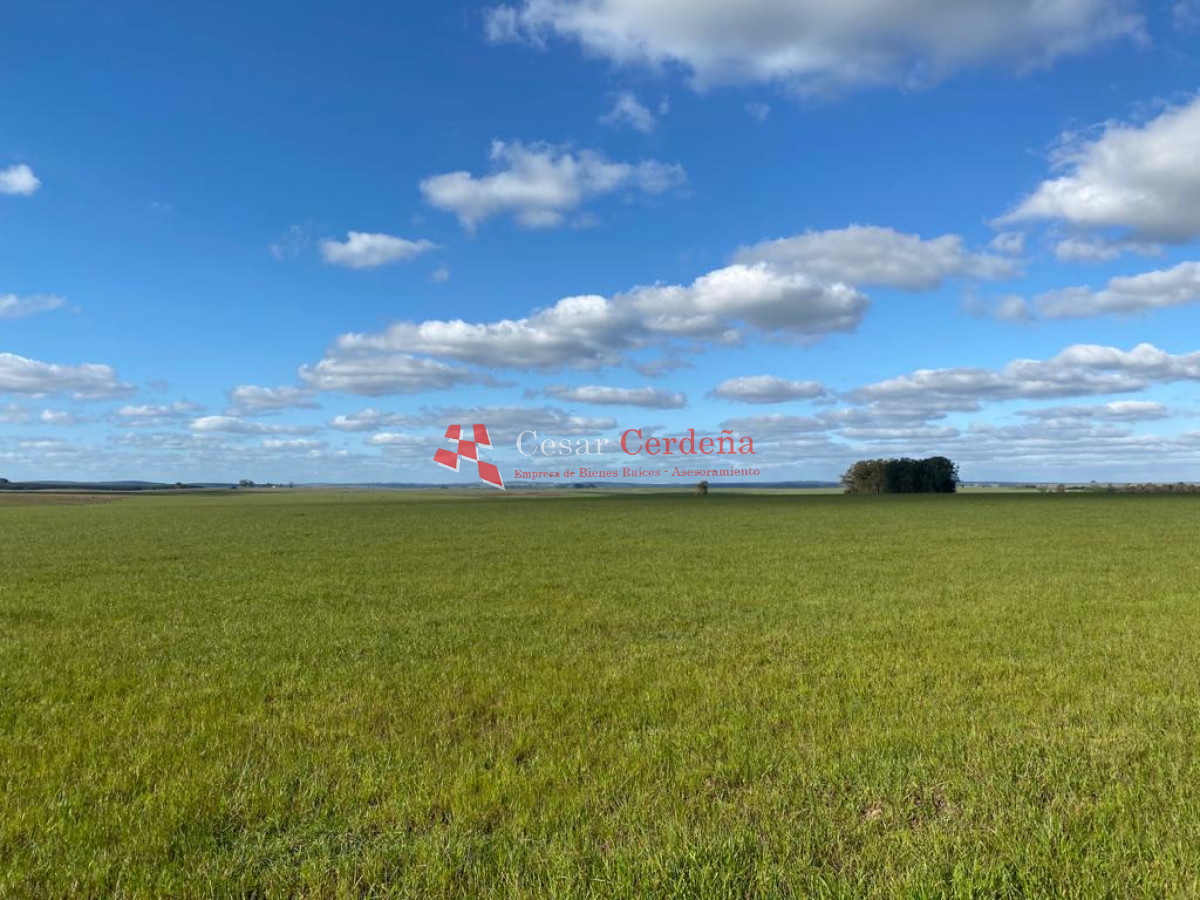 Campo Ref.1661 - VENTA - Campo 890 has Agricolas - Ganaderas en Cerro Largo