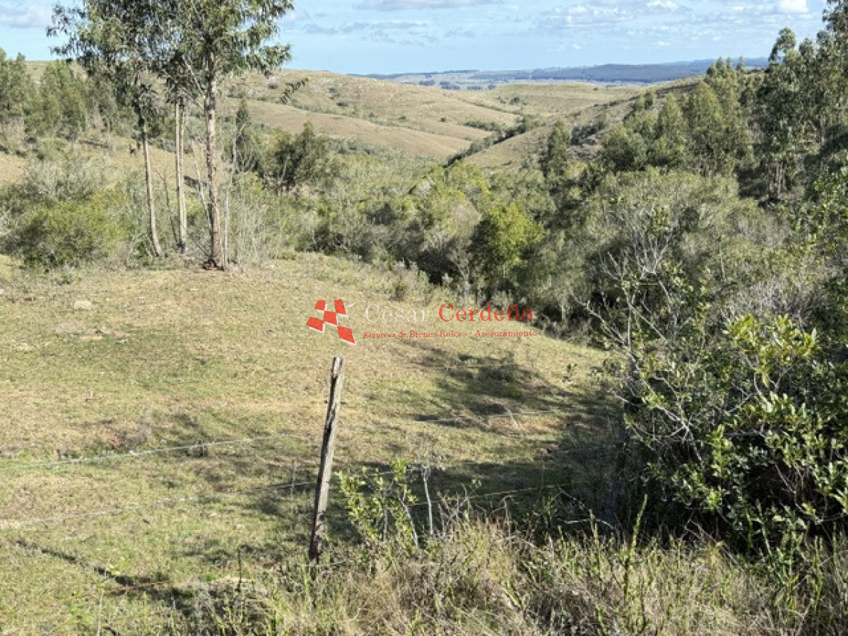 Campo Ref.1981 - VENTA - Campo 372 hectáreas en Piedras Blancas, Rocha