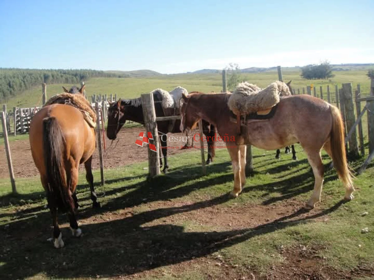 Campo Ref.1936 - VENTA - Campo 240 hectáreas en 19 de Abril - Rocha