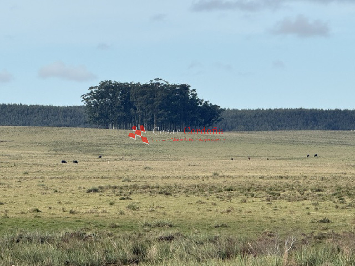 Campo Ref.2007 - VENTA - Campo 655 hectáreas cercano a Velazquez