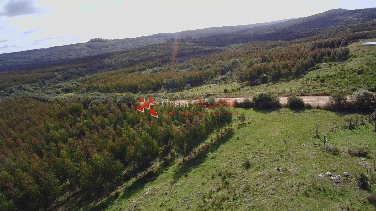 Campo Ref.1826 - VENTA - Campo 600 hectáreas Rocha - Ganadero Forestal