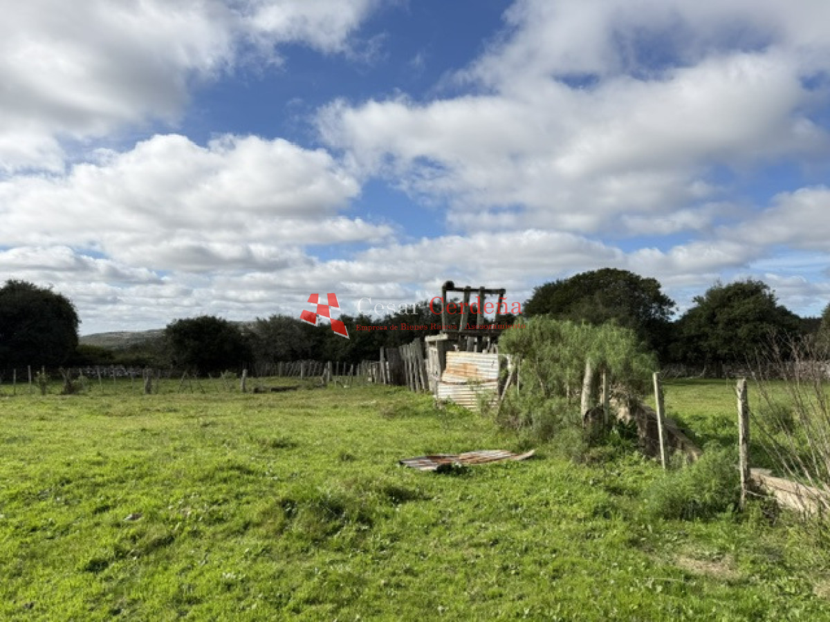Campo Ref.1826 - VENTA - Campo 600 hectáreas Rocha - Ganadero Forestal