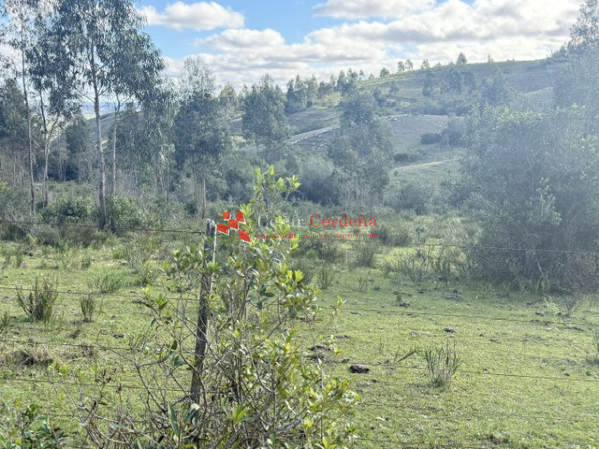 Campo Ref.1981 - VENTA - Campo 372 hectáreas en Piedras Blancas, Rocha