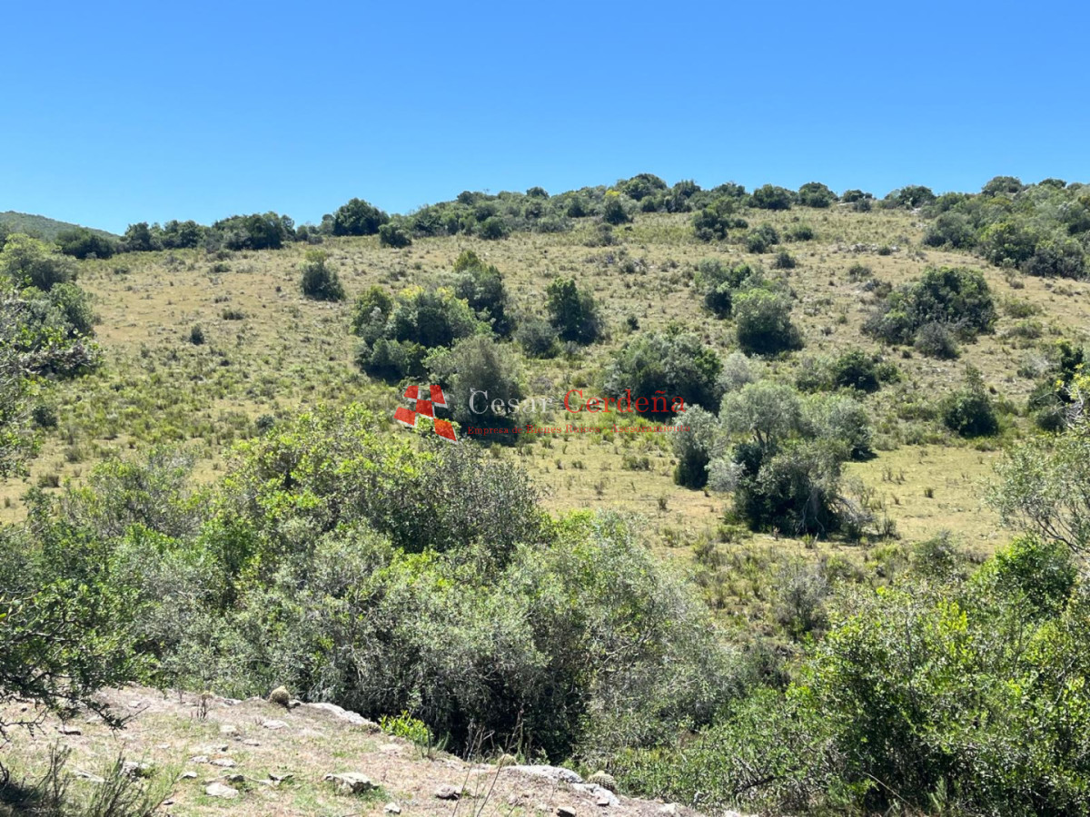 Campo Ref.1970 - VENTA - Campo 49 hectareas Pan de Azucar