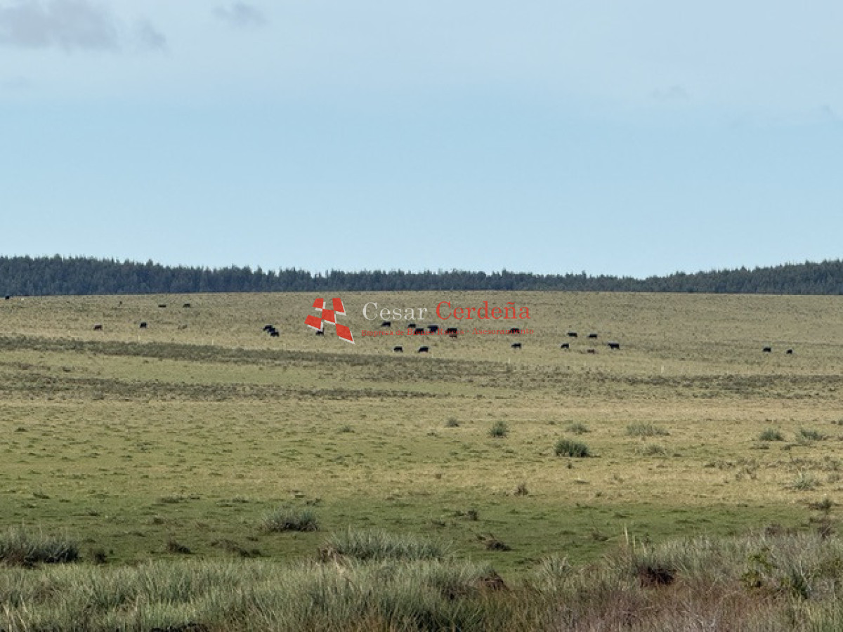 Campo Ref.2007 - VENTA - Campo 655 hectáreas cercano a Velazquez