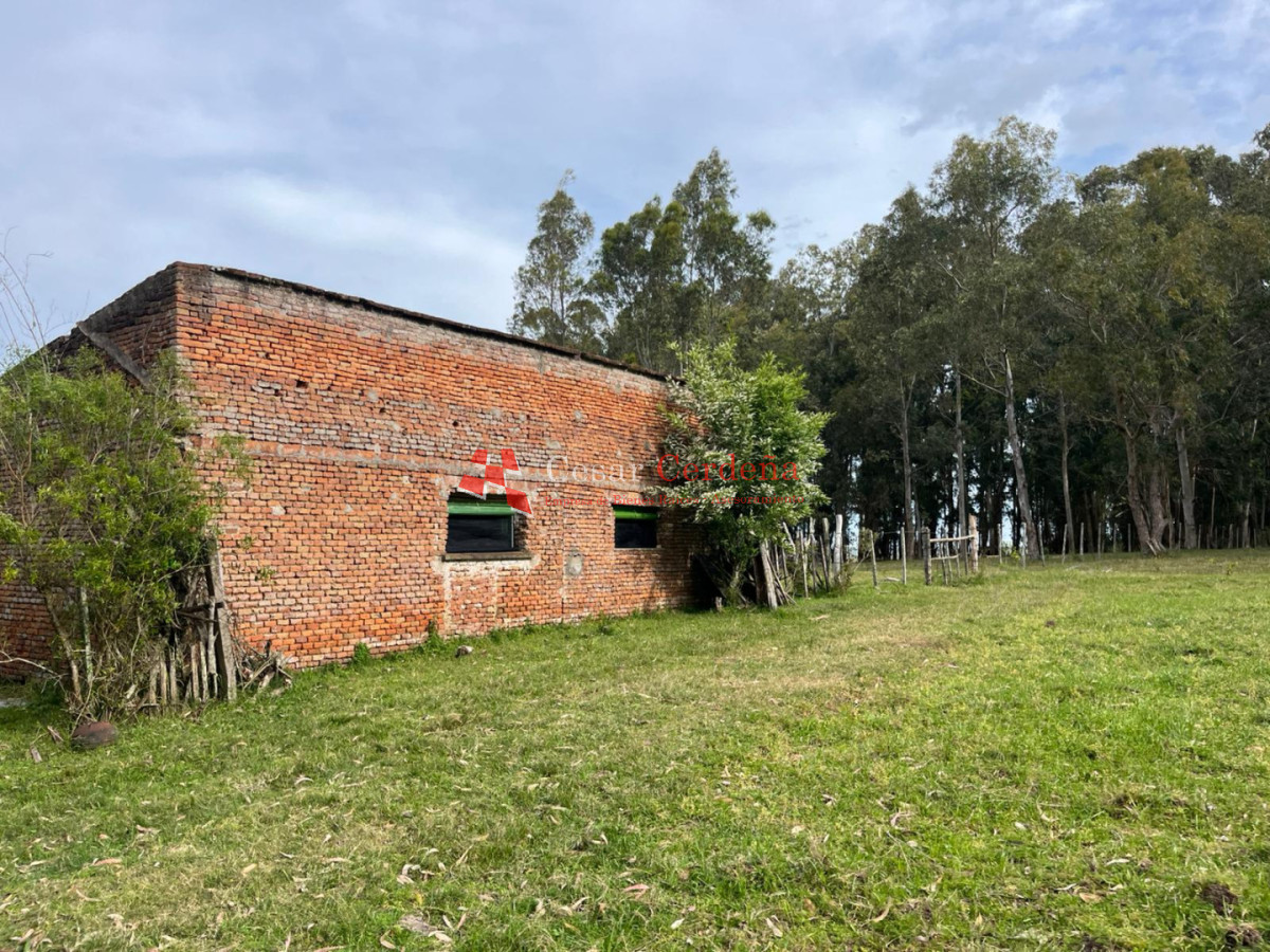 Campo Ref.1952 - VENTA - Campo 138 hectareas en Castillos Rocha
