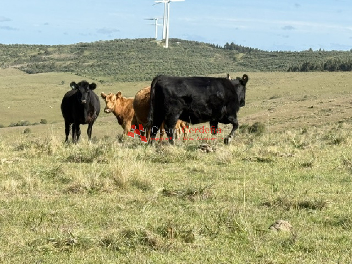 Campo Ref.1936 - VENTA - Campo 240 hectáreas en 19 de Abril - Rocha
