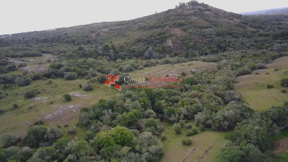 Campo Ref.1826 - VENTA - Campo 600 hectáreas Rocha - Ganadero Forestal