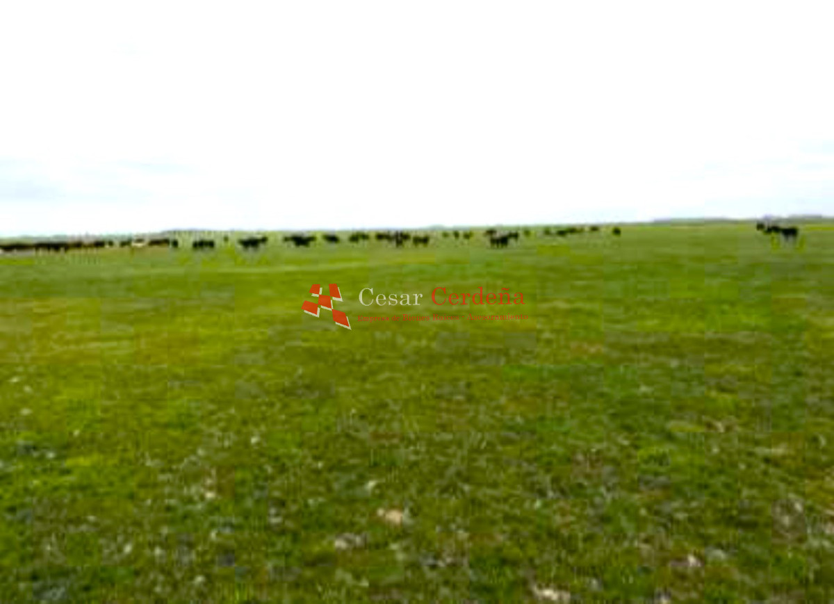 Campo Ref.1909 - VENTA -Campo en Rocha 690 hectáreas 