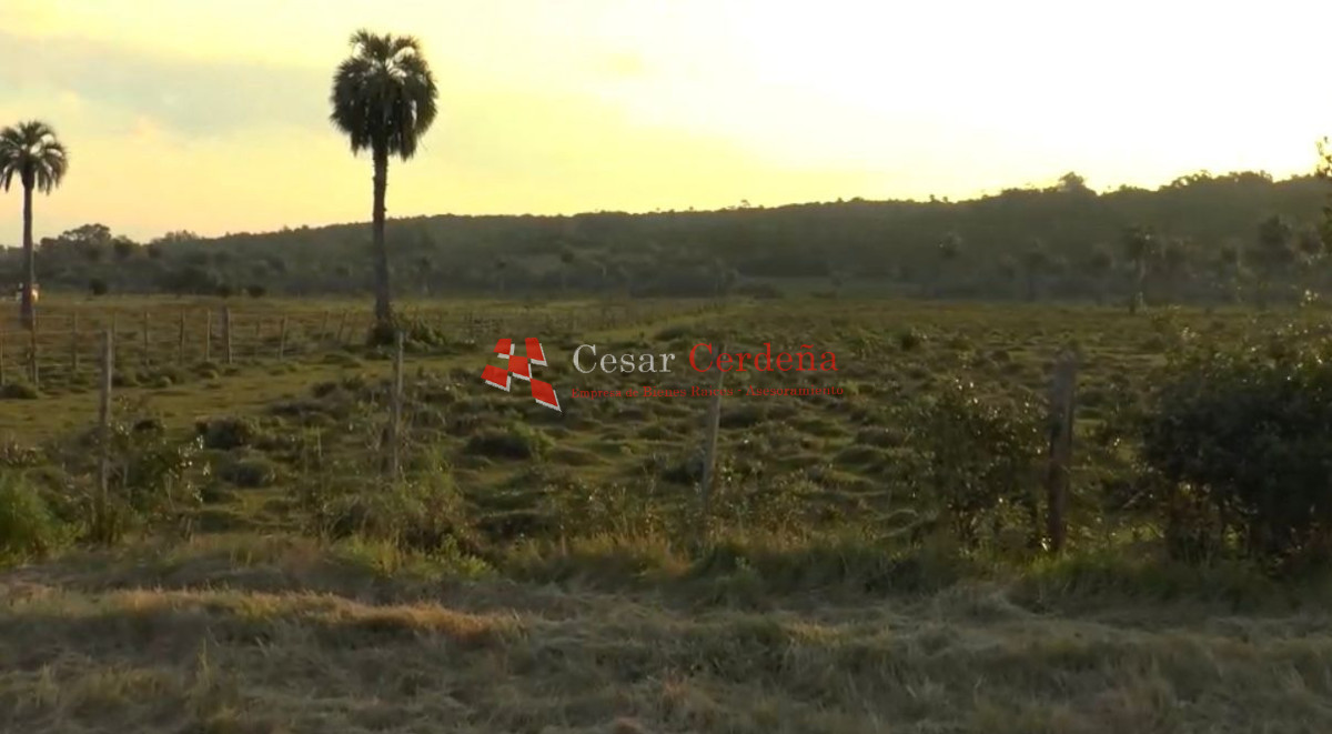 Campo Ref.1968 - VENTA - Campo 106 hectareas - Castillos