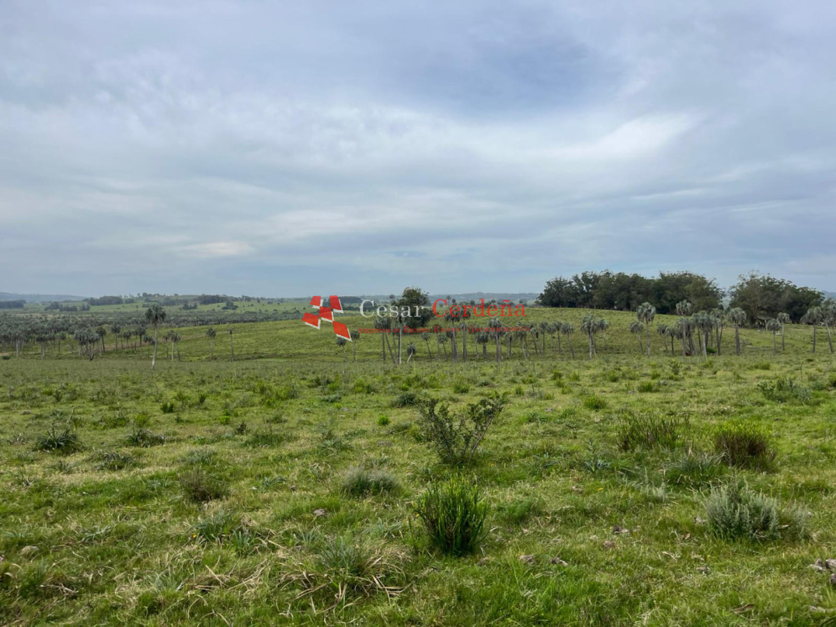Campo Ref.1952 - VENTA - Campo 138 hectareas en Castillos Rocha