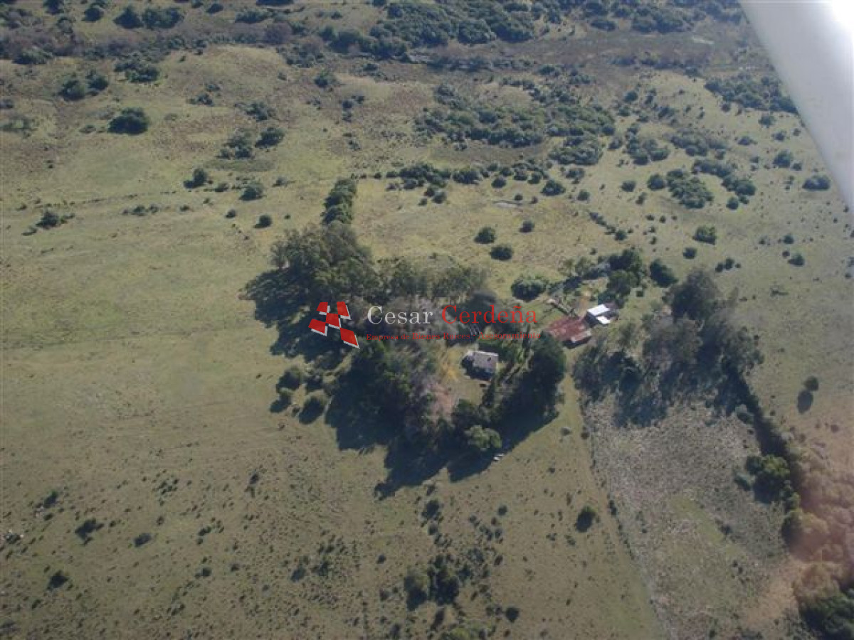 Campo Ref.1826 - VENTA - Campo 600 hectáreas Rocha - PROYECTO FORESTAL