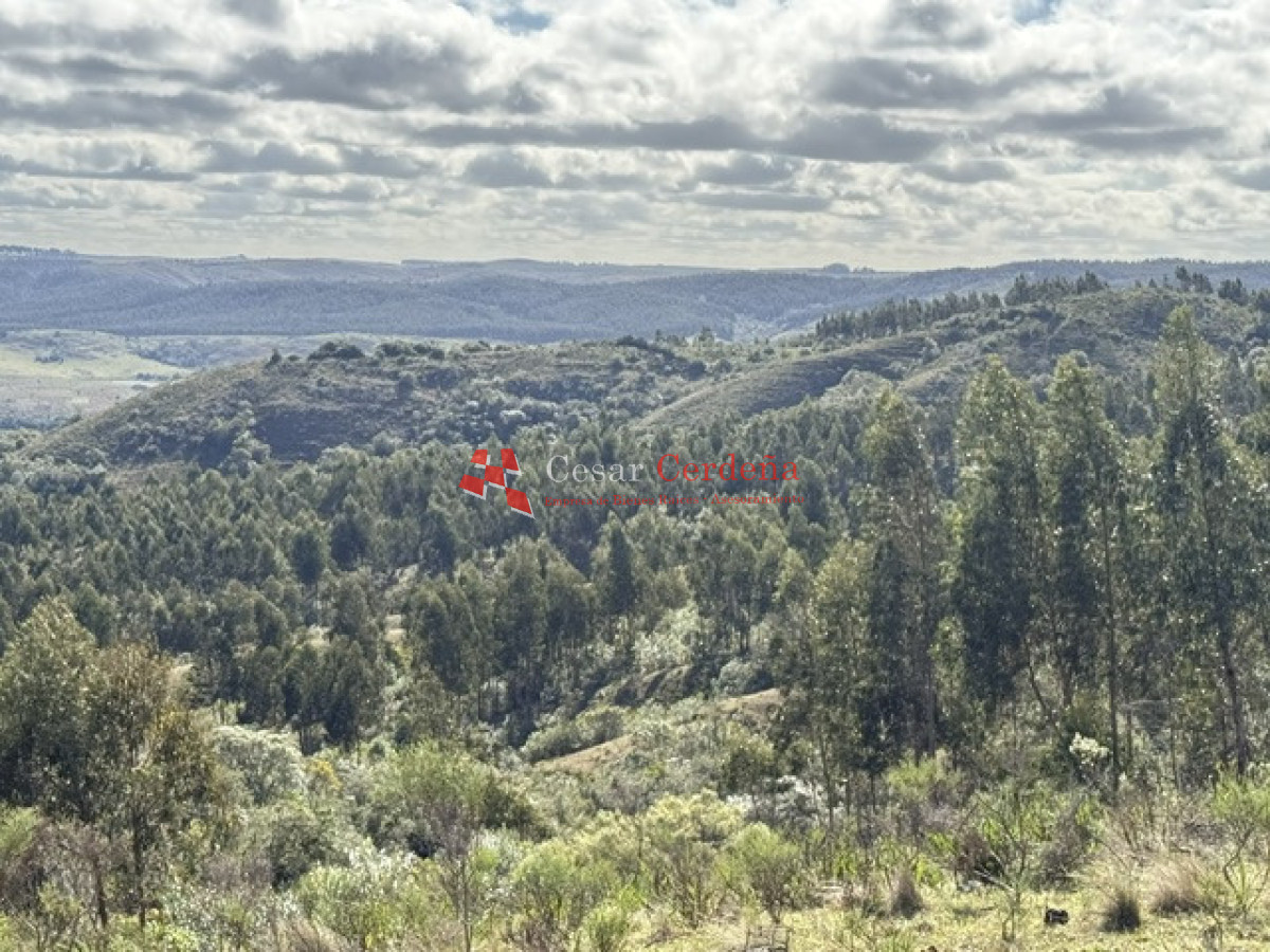 Campo Ref.1981 - VENTA - Campo 372 hectáreas en Piedras Blancas, Rocha