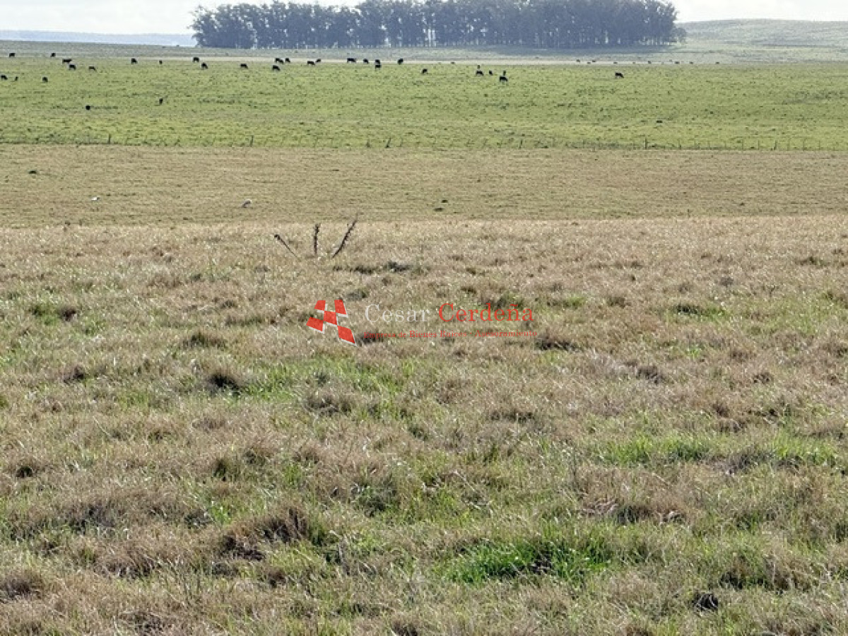 Campo Ref.2007 - VENTA - Campo 655 hectáreas cercano a Velazquez