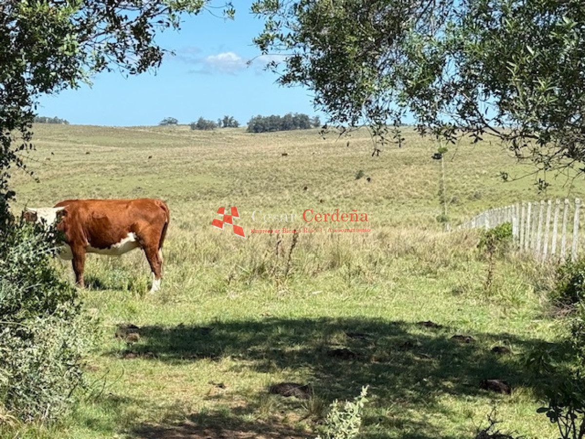 Campo Ref.1947 - VENTA - Campo 316 hectareas en Garzon, Rocha