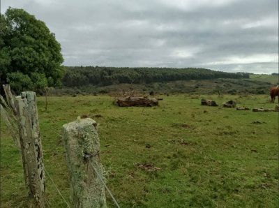 VENTA - Campo Ganadero-Forestal de 117 hectáreas - Castillos, Rocha