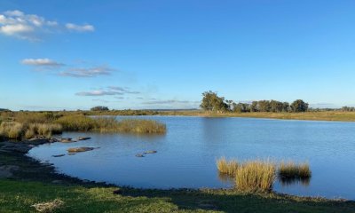 VENTA - Campo 890 has Agricolas - Ganaderas en Cerro Largo