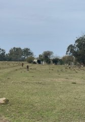 VENTA - Campo 208 hectareas en La Coronilla