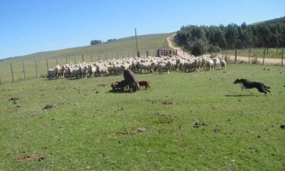 VENTA - Campo 240 hectáreas en 19 de Abril - Rocha