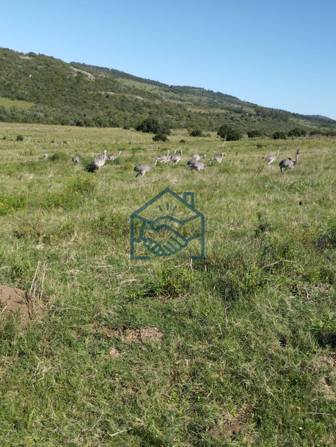 Chacra ID.1190/Venta-Fraccionamiento-Messanno-20-unidades-en-Lavalleja - Venta Fraccionamiento Messanno 20 unidades en Lavalleja