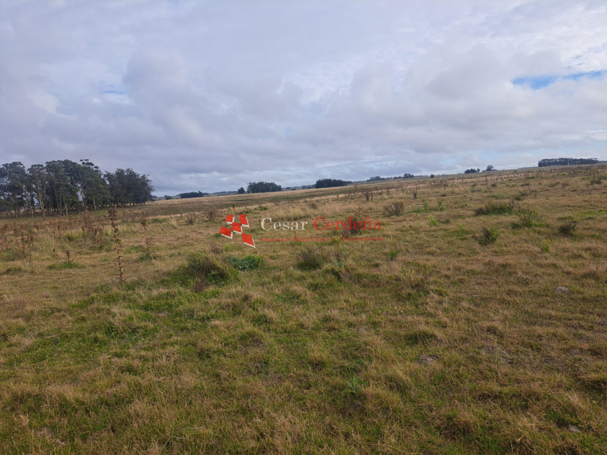 Chacra ID.2001 - VENTA - Campo Agricola-Ganadero Garzón
