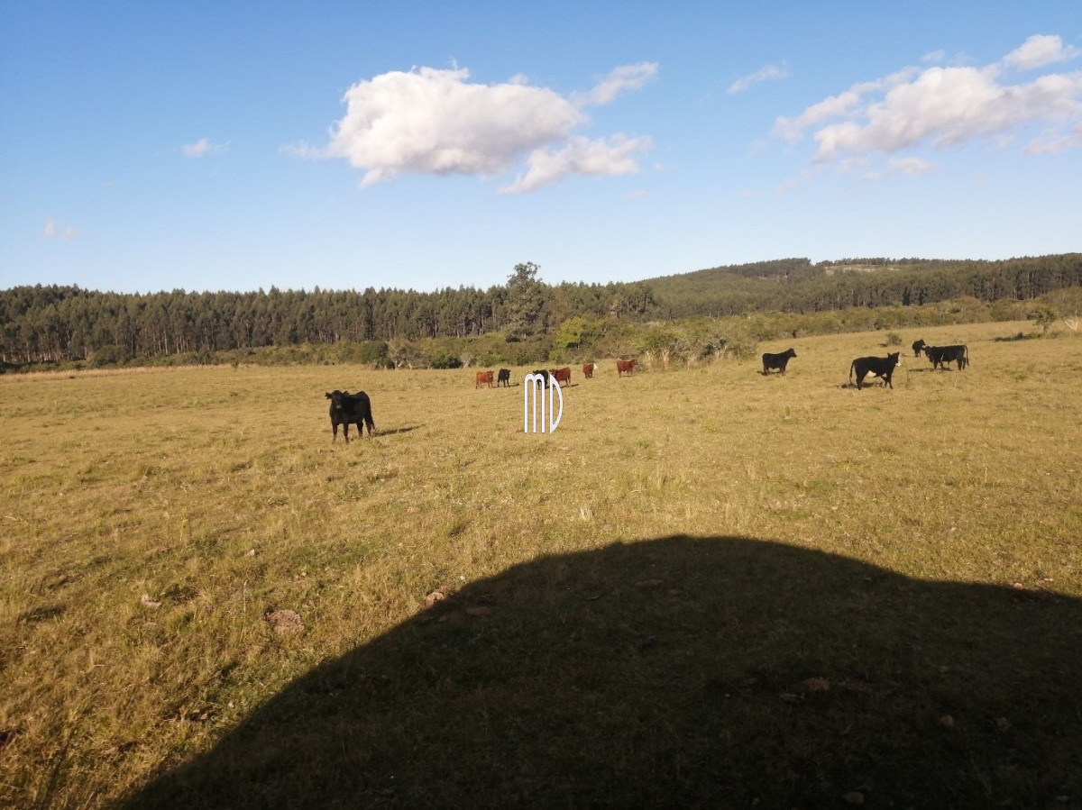 Oportunidad campo a 15 kmts de Rocha - GoPunta - Portal Inmobiliario de Punta del Este - Maldonado