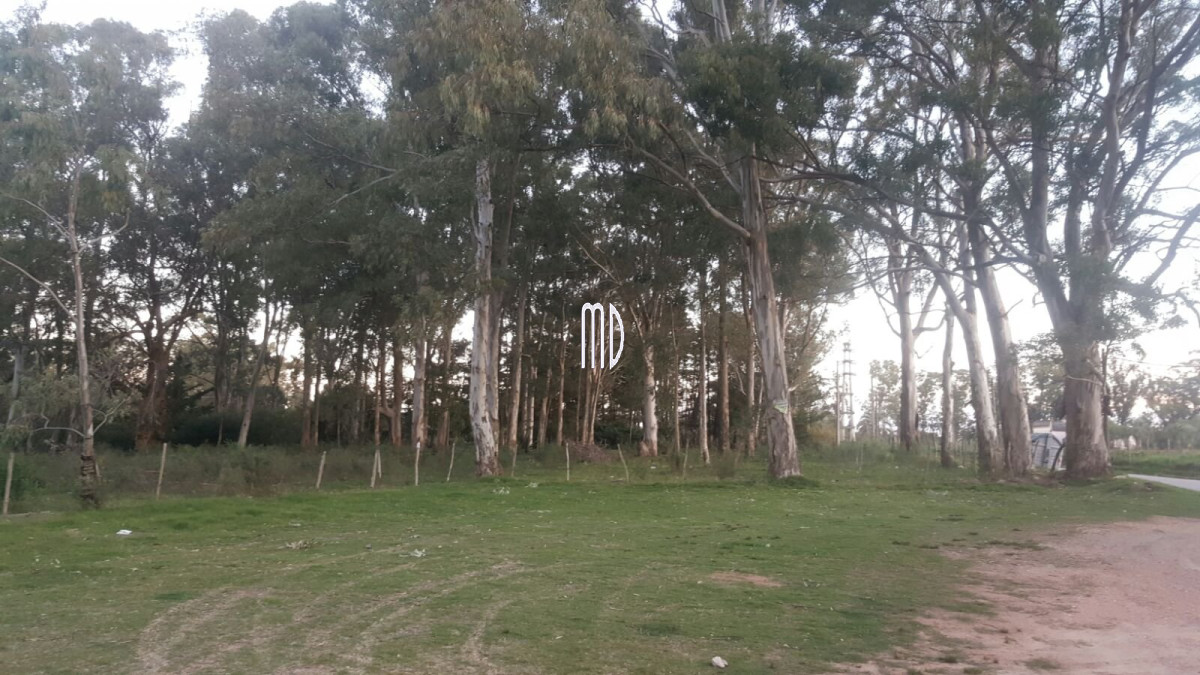 Terreno ID.5767 - Terreno en Punta Ballena, Camino Lussich