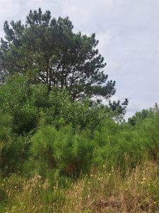 Terreno en La Barra, Barra Verde