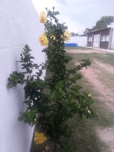 galpon en maldonado - agp6390c