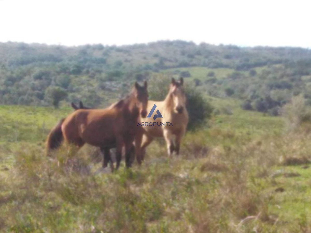 Chacra de 39 hectáreas cercana a Aiguá - GoPunta - Portal Inmobiliario de Punta del Este - Maldonado