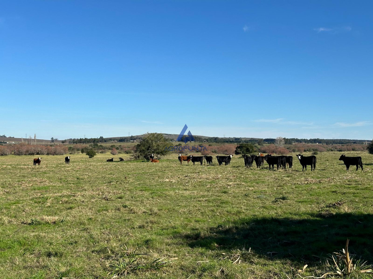 42 Hás Pueblo Edén, Buen índice CONEAT, Excelentes Vistas - GoPunta - Portal Inmobiliario de Punta del Este - Maldonado