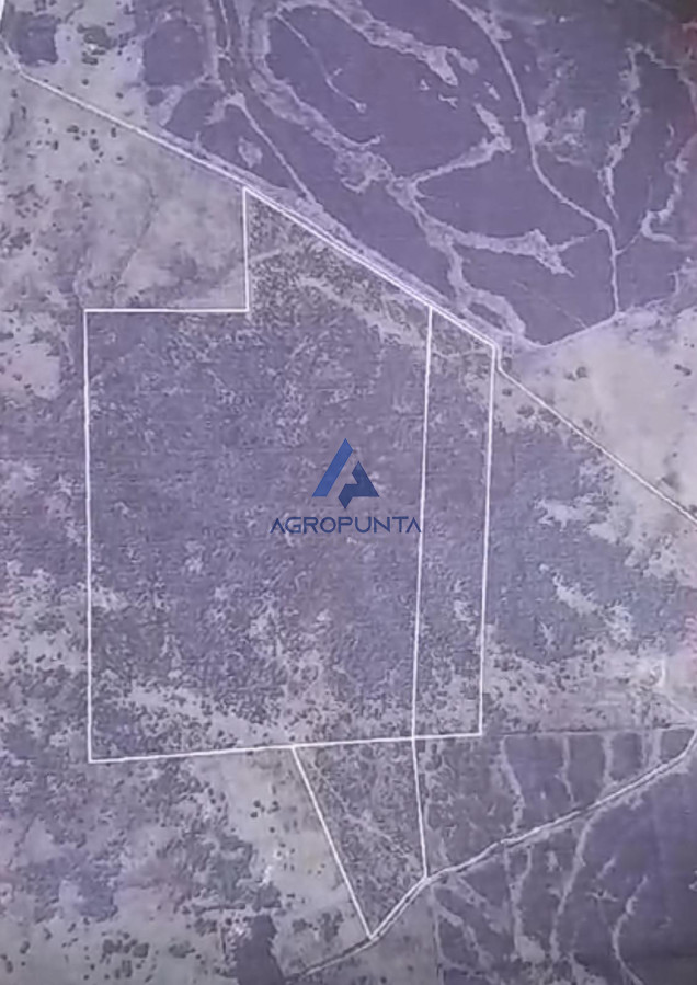86 HECTAREAS FORESTAL RUTA 109 - GoPunta - Portal Inmobiliario de Punta del Este - Maldonado