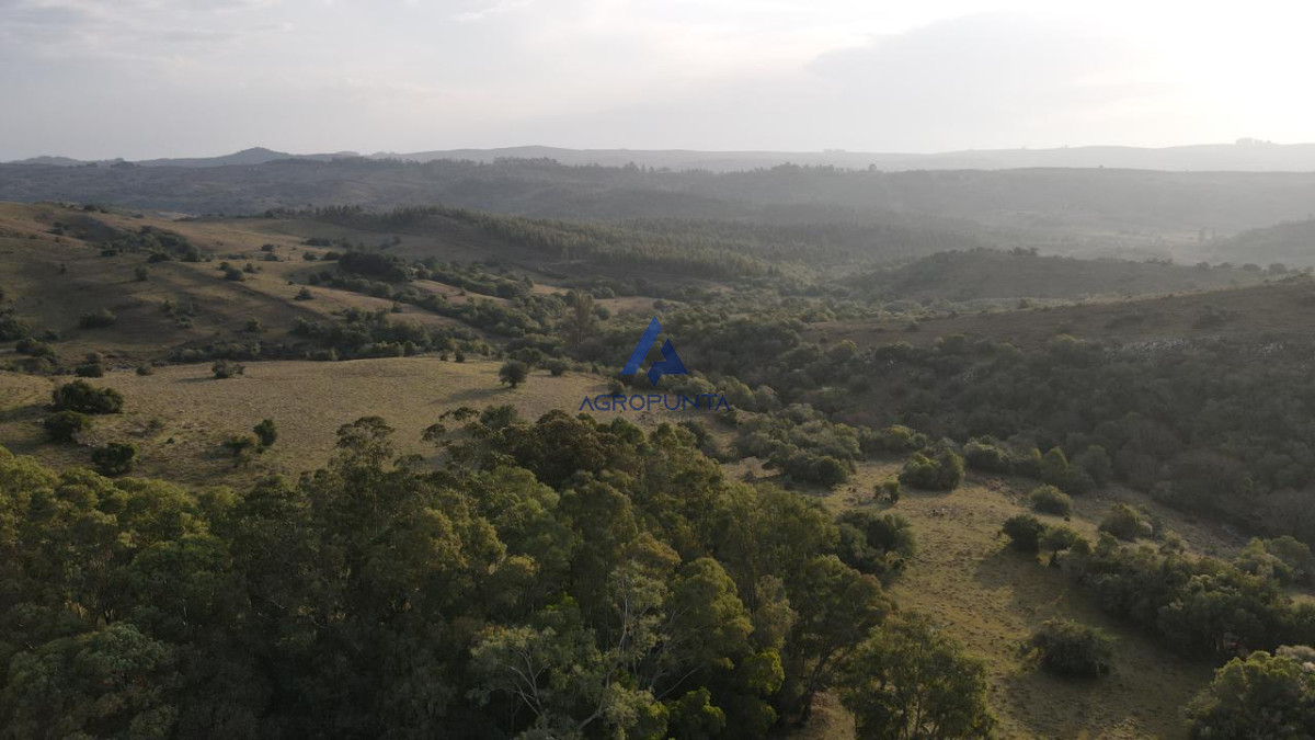 Venta Campo  92 Hectáreas Minas Lavalleja - GoPunta - Portal Inmobiliario de Punta del Este - Maldonado