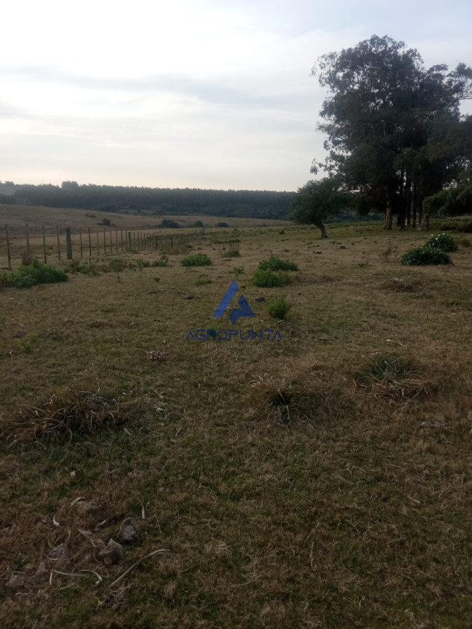 Campo en venta! - GoPunta - Portal Inmobiliario de Punta del Este - Maldonado