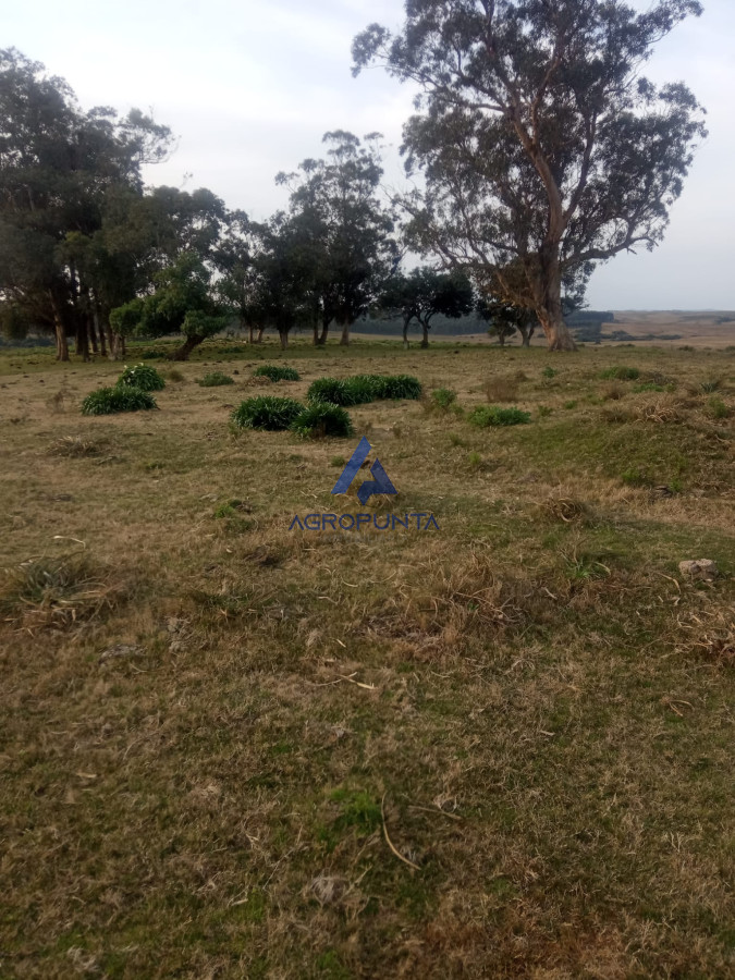 Campo en venta! - GoPunta - Portal Inmobiliario de Punta del Este - Maldonado