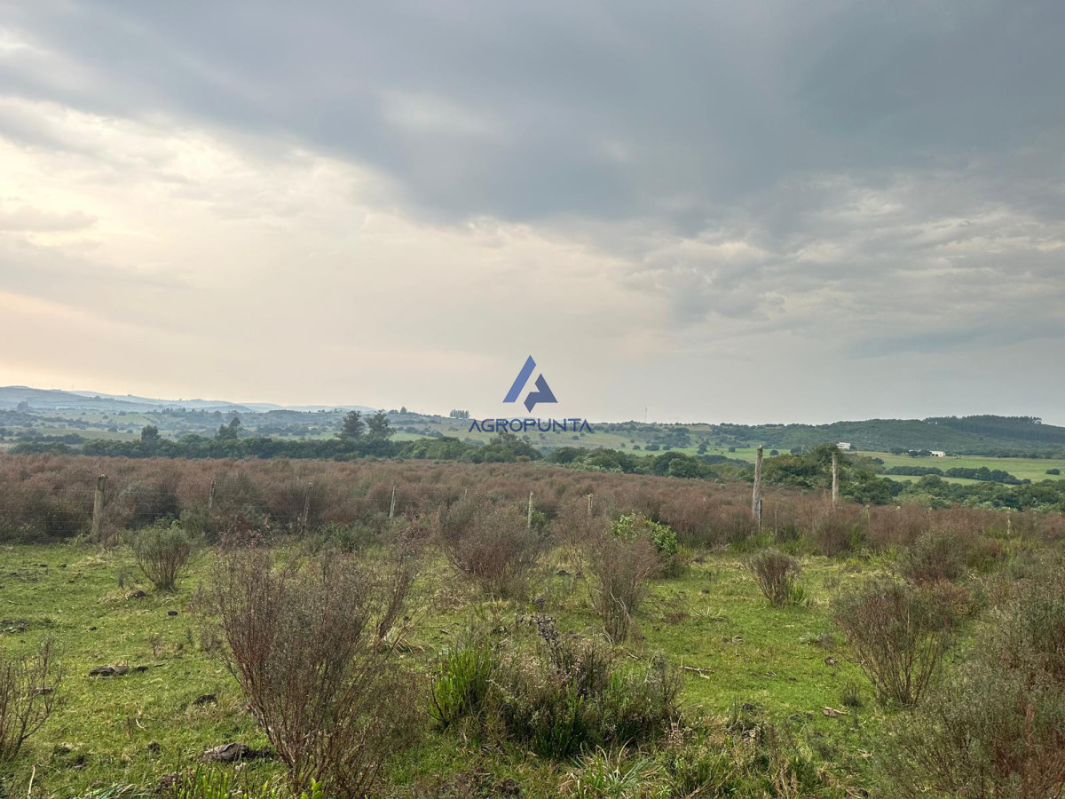 Venta 36has CAMPO RUTA 12 Maldonado próximo a Pueblo Edén - GoPunta - Portal Inmobiliario de Punta del Este - Maldonado