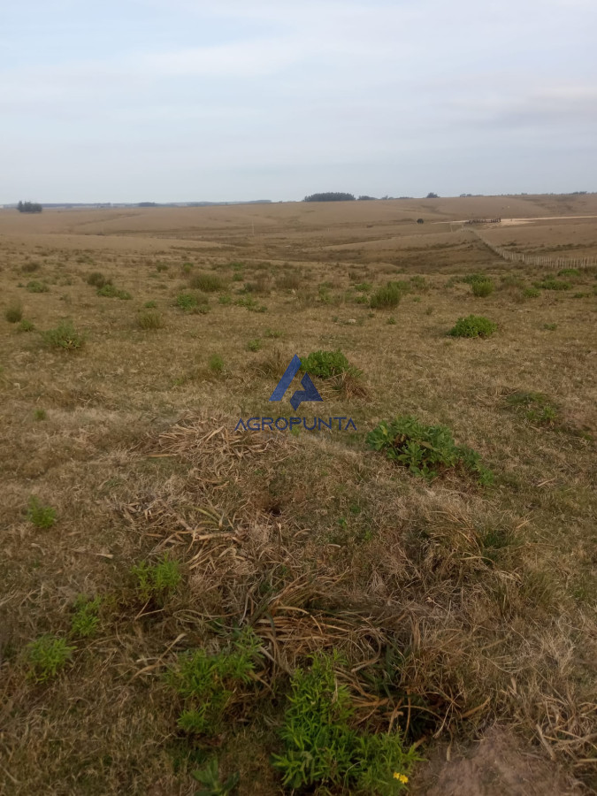 Campo en venta! - GoPunta - Portal Inmobiliario de Punta del Este - Maldonado